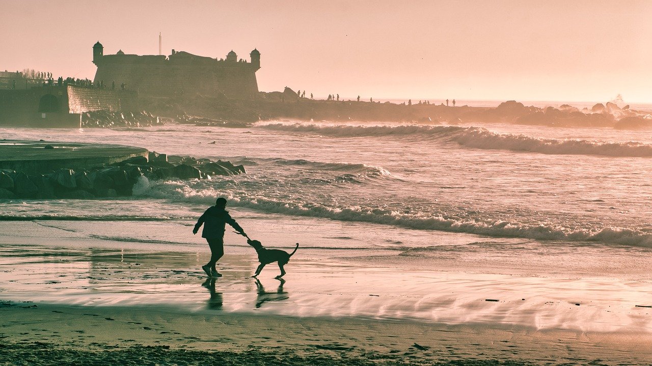 beach, man, dog-5064674.jpg