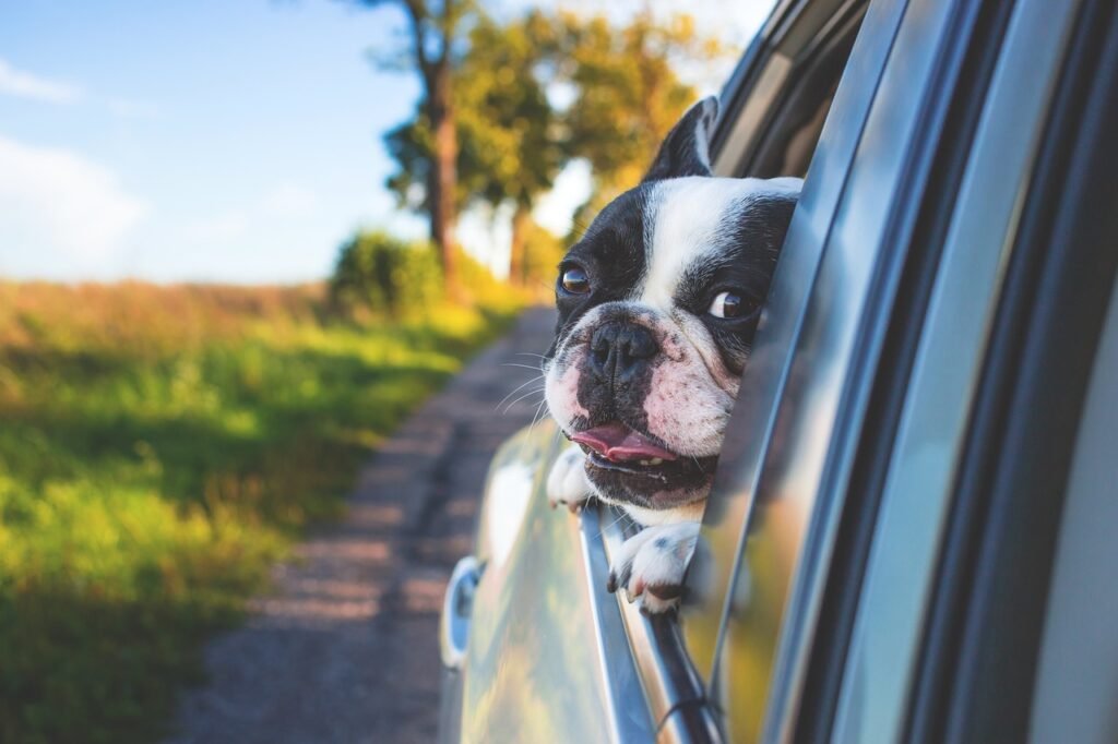 How to Travel with Your Dog: A Complete Guide